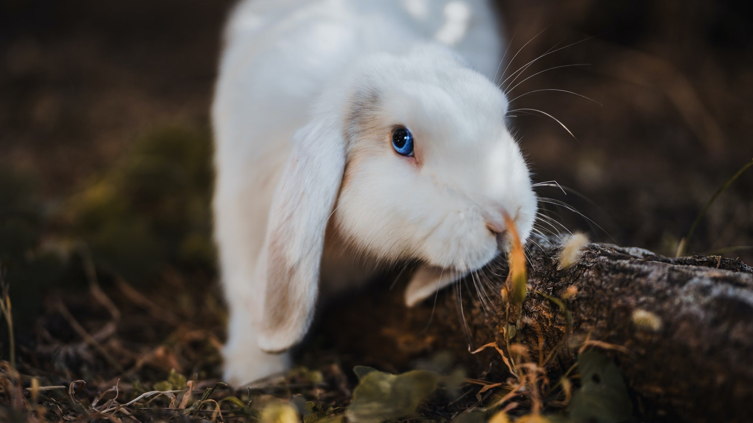 开云体育登入-外线球员如何在快节奏下维持命中率，外线球员穿什么球鞋  第1张